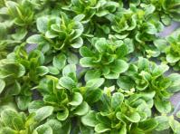 image 7734c6797ae0be247faca3c14aacc7e23673eaee.jpg