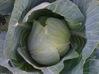 image f5a266848de9266bbbcbb7606d7712e589fedb61.jpg